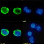 CXCR2 Chimeric Antibody in Immunocytochemistry (ICC/IF)