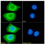 PRDM9 Chimeric Antibody in Immunocytochemistry (ICC/IF)