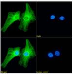 PRDM9 Chimeric Antibody in Immunocytochemistry (ICC/IF)