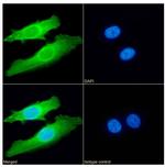 SETD7 Chimeric Antibody in Immunocytochemistry (ICC/IF)