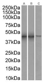 SETD7 Chimeric Antibody in Western Blot (WB)