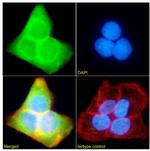 SFMBT1 Chimeric Antibody in Immunocytochemistry (ICC/IF)