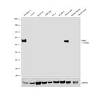 PMEL Antibody in Western Blot (WB)