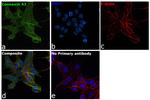 Connexin 43 Antibody in Immunocytochemistry (ICC/IF)