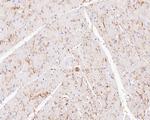 Connexin 43 Antibody in Immunohistochemistry (Paraffin) (IHC (P))