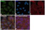 RAB8A Antibody in Immunocytochemistry (ICC/IF)