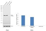 RAB8A Antibody in Western Blot (WB)