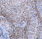 SP1 Antibody in Immunohistochemistry (Paraffin) (IHC (P))