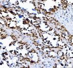 SP1 Antibody in Immunohistochemistry (Paraffin) (IHC (P))