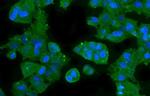 Carbonic Anhydrase II Antibody in Immunocytochemistry (ICC/IF)