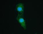 SHP2 Antibody in Immunocytochemistry (ICC/IF)