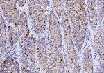 CDK2 Antibody in Immunohistochemistry (Paraffin) (IHC (P))