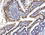 HNF4A Antibody in Immunohistochemistry (Paraffin) (IHC (P))