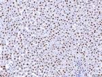 HNF4A Antibody in Immunohistochemistry (Paraffin) (IHC (P))