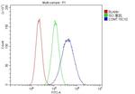 COMT Antibody in Flow Cytometry (Flow)