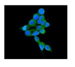 COMT Antibody in Immunocytochemistry (ICC/IF)