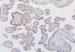 COMT Antibody in Immunohistochemistry (Paraffin) (IHC (P))