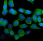 IDH2 Antibody in Immunocytochemistry (ICC/IF)