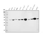 IDH2 Antibody in Western Blot (WB)