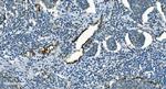 IDH2 Antibody in Immunohistochemistry (Paraffin) (IHC (P))