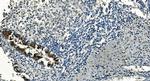 IDH2 Antibody in Immunohistochemistry (Paraffin) (IHC (P))