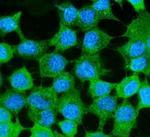 MVP Antibody in Immunocytochemistry (ICC/IF)