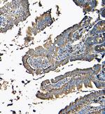 MVP Antibody in Immunohistochemistry (Paraffin) (IHC (P))