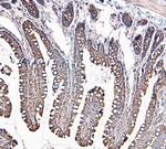 MVP Antibody in Immunohistochemistry (Paraffin) (IHC (P))