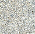 MVP Antibody in Immunohistochemistry (Paraffin) (IHC (P))