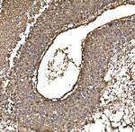 DJ-1 Antibody in Immunohistochemistry (Paraffin) (IHC (P))