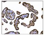 TGFBR2 Antibody in Immunohistochemistry (Paraffin) (IHC (P))