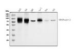 TGFBR2 Antibody in Western Blot (WB)