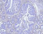 Moesin Antibody in Immunohistochemistry (Paraffin) (IHC (P))