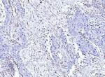 Moesin Antibody in Immunohistochemistry (Paraffin) (IHC (P))