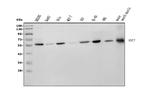 RBPJ Antibody in Western Blot (WB)