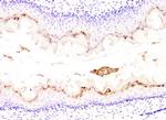 DHFR Antibody in Immunohistochemistry (Paraffin) (IHC (P))