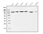 EEF2 Antibody in Western Blot (WB)