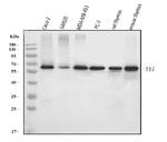 YY1 Antibody in Western Blot (WB)