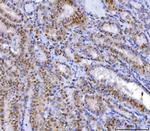 YY1 Antibody in Immunohistochemistry (Paraffin) (IHC (P))