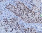 YY1 Antibody in Immunohistochemistry (Paraffin) (IHC (P))