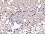 YY1 Antibody in Immunohistochemistry (Paraffin) (IHC (P))