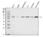 YY1 Antibody in Western Blot (WB)