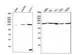 UPF1 Antibody in Western Blot (WB)