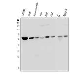 Optineurin Antibody in Western Blot (WB)