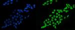 SF1 Antibody in Immunocytochemistry (ICC/IF)