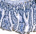 SF1 Antibody in Immunohistochemistry (Paraffin) (IHC (P))