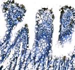 SF1 Antibody in Immunohistochemistry (Paraffin) (IHC (P))