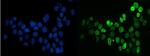 SF1 Antibody in Immunocytochemistry (ICC/IF)