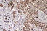 TFAM Antibody in Immunohistochemistry (Paraffin) (IHC (P))