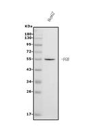 FIBB Antibody in Western Blot (WB)